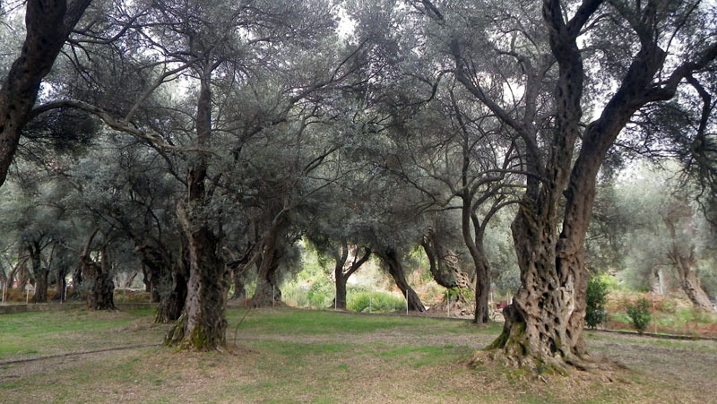 Černá Hora -Utjeha - Olivová zahrada