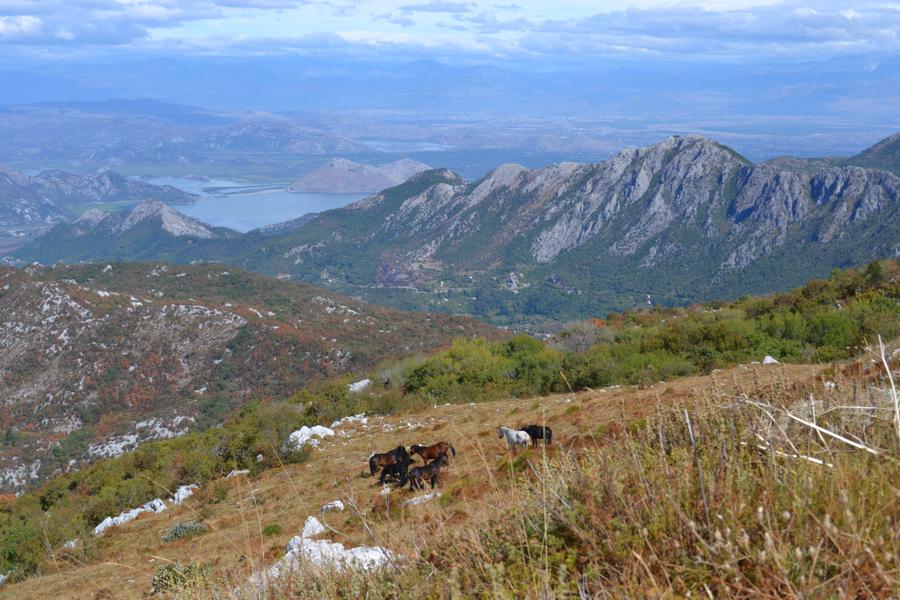 Pohled z vrcholu Vrsuty na Skadar a stádo volně se pasoucích koní